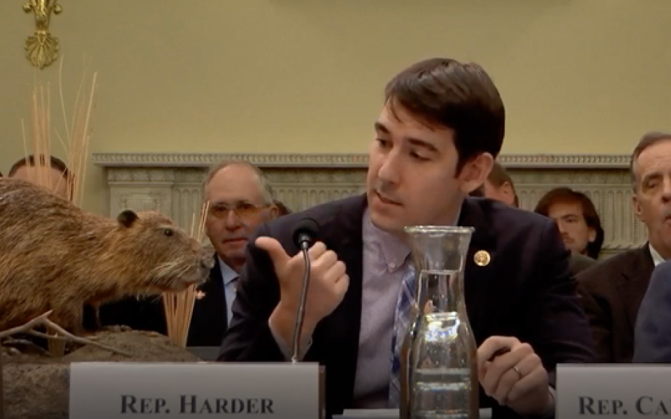 Rep. Harder gestures to a taxidermy nutria named "Nellie" in a House committee hearing