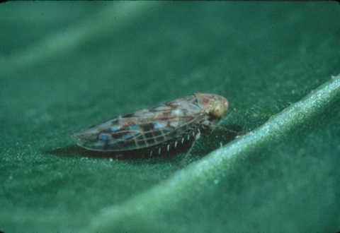 Beet Leafhopper
