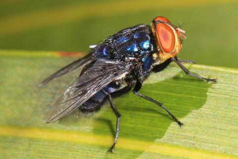screwworm fly