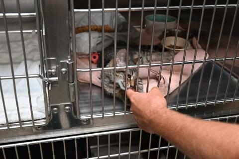 Cat at the Manteca Animal Shelter