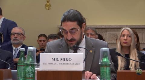 Mr. Miko golden mussel testimony