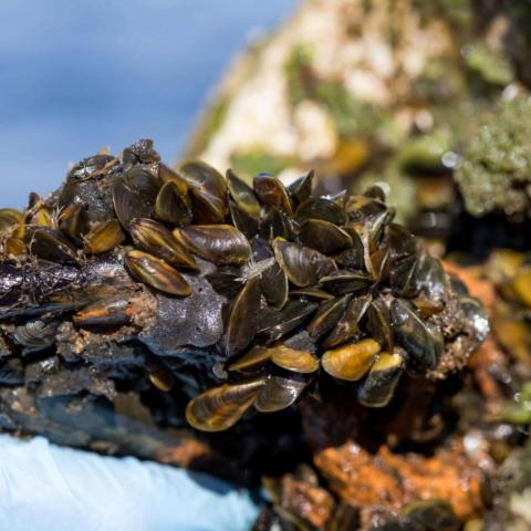 golden-mussels-1