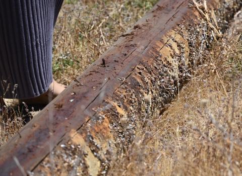 Log of Golden Mussels