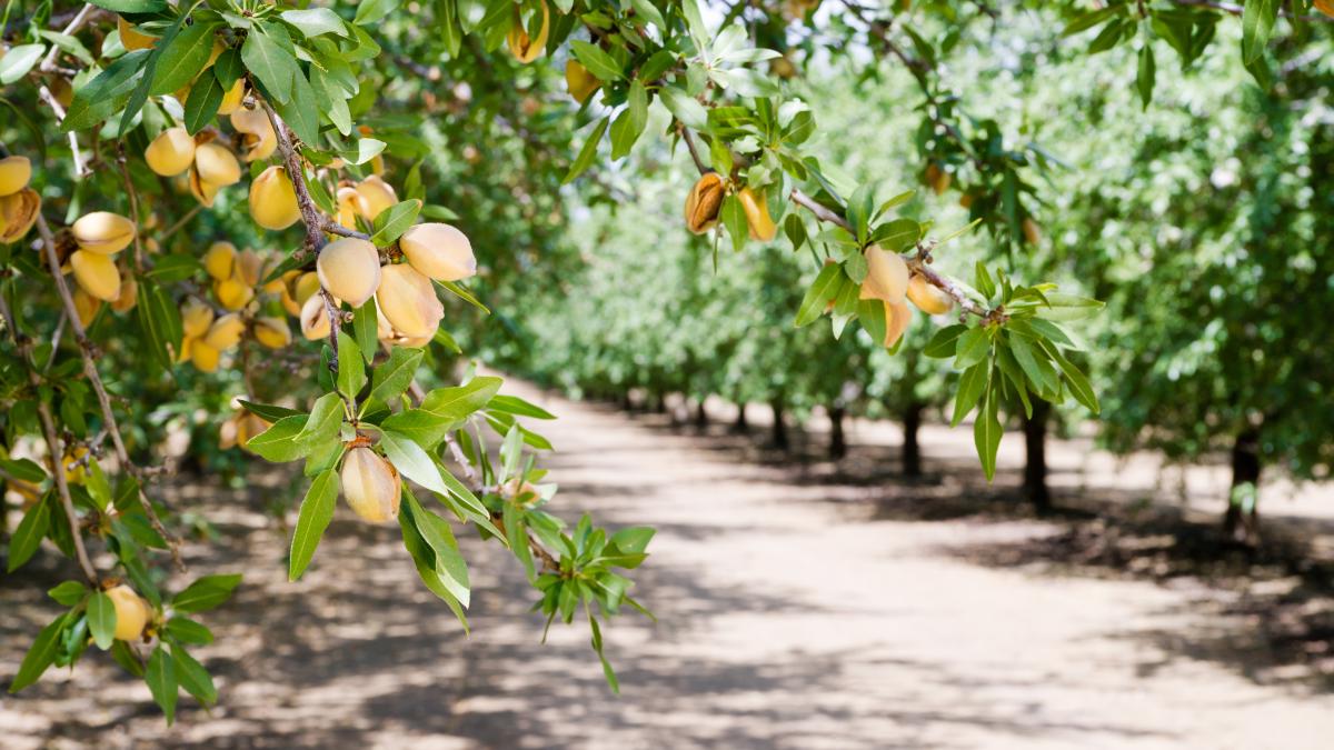 almond orchard