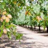 almond orchard